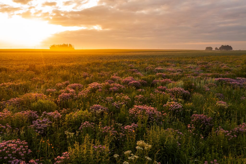 Restored biodiversity corridor cutting across farmland in the Driftless region, part of the Wilding initiative